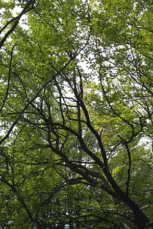 Sorbus acutisecta \ Spitzlappige Mehlbeere, D Wanfried 4.8.2013