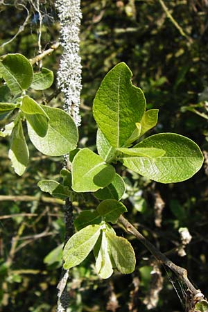 Salix aurita x cinerea / Hybrid Willow, D Gimbsheim 23.5.2014