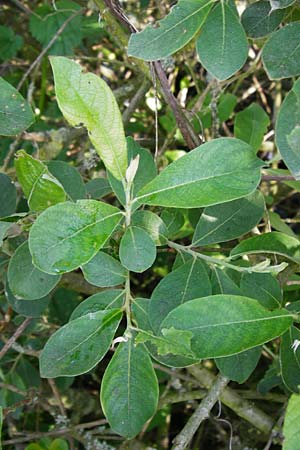 Salix aurita x cinerea \ Weiden-Hybride / Hybrid Willow, D Gimbsheim 23.5.2014