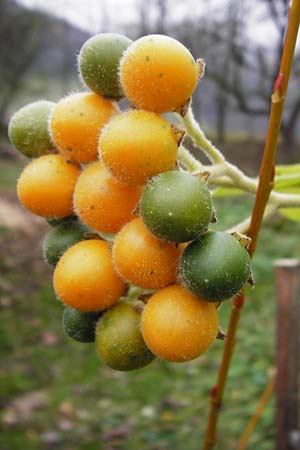 Solanum abutiloides \ Zwerg-Baumtomate, Brasilianischer Samt-Pfirsich / Dwarf Tamarillo, D Odenwald, Lautertal 30.11.2014