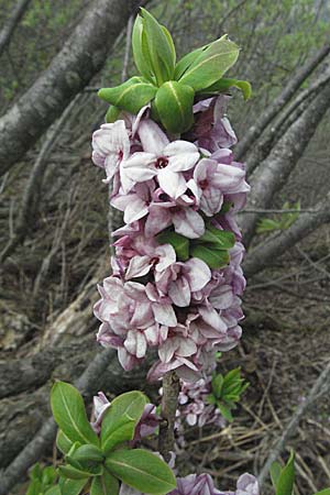 Daphne mezereum \ Seidelbast, D Schwarzwald, Feldberg 28.4.2007