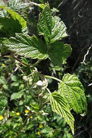 Rubus saxatilis \ Steinbeere / Stone Bramble, D Hüfingen 18.5.2007