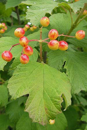 Viburnum opulus \ Gewhnlicher Schneeball, Wasser-Schneeball / Guelder Rose, Highbush Cranberry, D Walldorf 3.7.2009