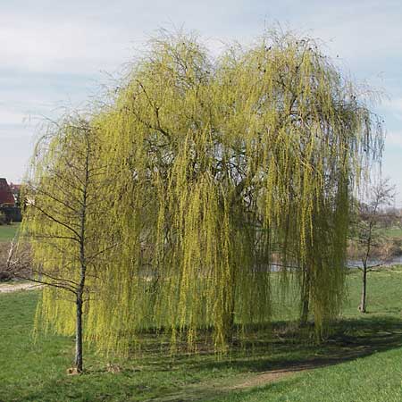 Salix alba x babylonica \ Trauer-Weide / Golden Weeping Willow, D Ilvesheim 20.3.2011