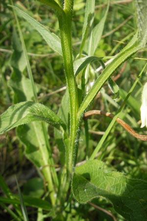 Symphytum bohemicum \ Weier Arznei-Beinwell, D Graben-Neudorf 9.5.2011