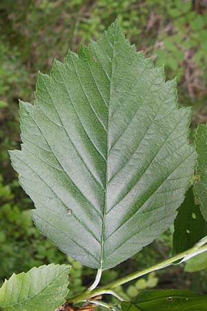 Sorbus badensis \ Badische Mehlbeere / Baden Whitebeam, D Mosbach 12.5.2012