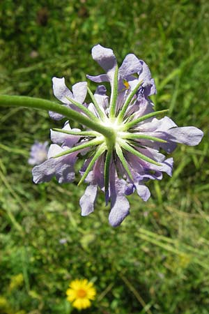 Scabiosa columbaria \ Tauben-Skabiose, D Ketsch 21.7.2013