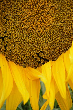 Helianthus annuus \ Sonnenblume / Sunflower, D Mannheim 9.9.2013