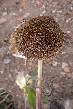 Helianthus annuus \ Sonnenblume / Sunflower, D Reilingen 11.9.2013