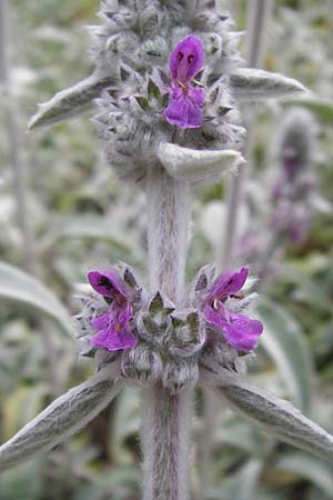 Stachys byzantina \ Woll-Ziest, Eselsohr / Lamb's Ear, D Weinheim an der Bergstraße, Botan. Gar.  Hermannshof 27.5.2014