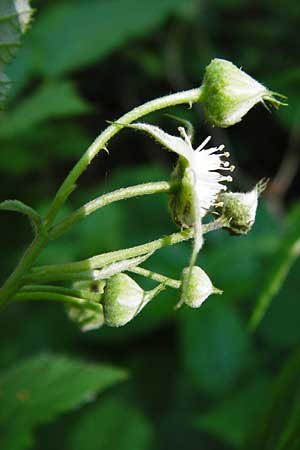 Rubus idaeus \ Himbeere, D Zwiesel 9.6.2014