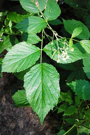 Rubus idaeus \ Himbeere / Raspberry, D Zwiesel 9.6.2014