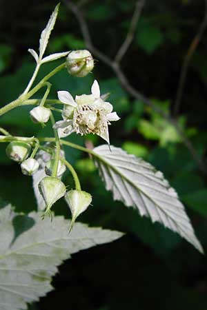 Rubus idaeus \ Himbeere, D Zwiesel 9.6.2014