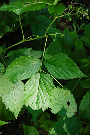 Rubus idaeus \ Himbeere / Raspberry, D Zwiesel 9.6.2014