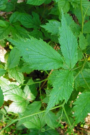 Rubus idaeus \ Himbeere, D Zwiesel 9.6.2014