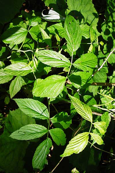 Rubus idaeus \ Himbeere / Raspberry, D Zwiesel 9.6.2014