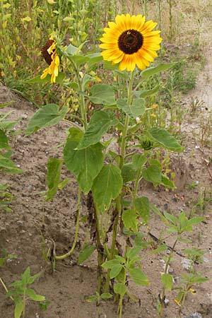 Helianthus annuus \ Sonnenblume / Sunflower, D Mannheim 16.7.2014