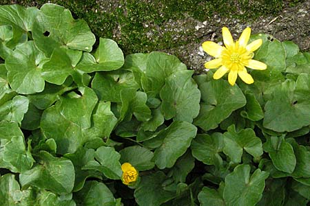 Ranunculus ficaria \ Scharbockskraut / Lesser Celandine, D Weinheim an der Bergstraße 15.4.2006