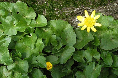 Ficaria verna \ Knllchen-Scharbockskraut, D Weinheim an der Bergstraße 15.4.2006