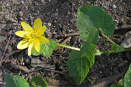 Ficaria verna / Lesser Celandine, D Weinheim an der Bergstraße 24.4.2006