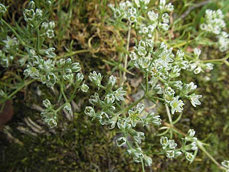 Scleranthus perennis \ Ausdauerndes Knuelkraut / Perennial Knawel, D Donnersberg 16.6.2006