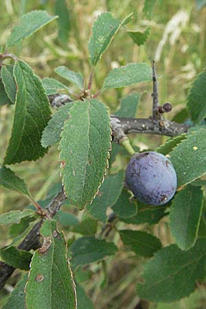Prunus spinosa \ Schlehe, Schwarzdorn, D Neuleiningen 1.7.2006