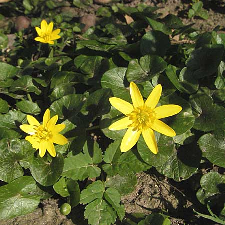 Ficaria verna / Lesser Celandine, D Weinheim an der Bergstraße 28.3.2007