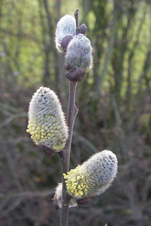 Salix cinerea \ Grau-Weide, Asch-Weide / Grey Willow, D Weinheim an der Bergstraße 30.3.2007