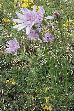 Scorzonera purpurea \ Purpur-Schwarzwurzel / Purple Viper's Grass, D Neuleiningen 8.5.2007