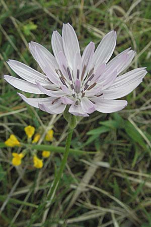 Scorzonera purpurea, Purple Viper's Grass