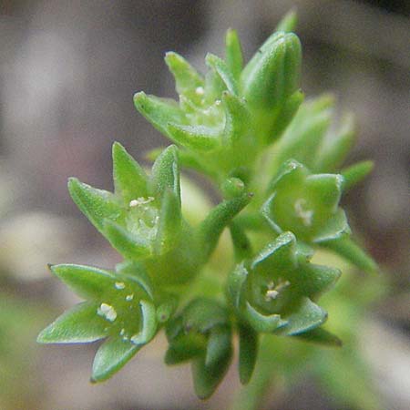 Scleranthus annuus \ Einjhriges Knuelkraut, D Odenwald, Birkenau 26.5.2007