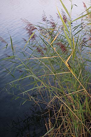 Phragmites australis \ Schilf, D Dettenheim-Russheim 28.8.2008