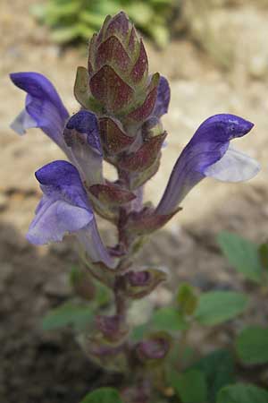 Scutellaria alpina / Alpine Skullcap, D Botan. Gar.  Universit.  Mainz 11.7.2009