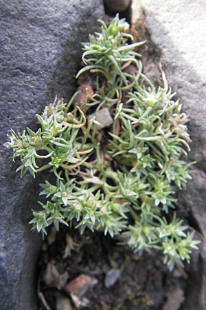 Scleranthus polycarpos / German Knotweed, D Mannheim 31.7.2009