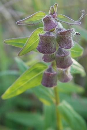 Scutellaria hastifolia \ Spieblttriges Helmkraut / Norfolk Skullcap, D Groß-Gerau 31.8.2009