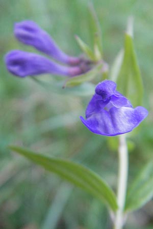 Scutellaria hastifolia \ Spieblttriges Helmkraut / Norfolk Skullcap, D Groß-Gerau 1.9.2009