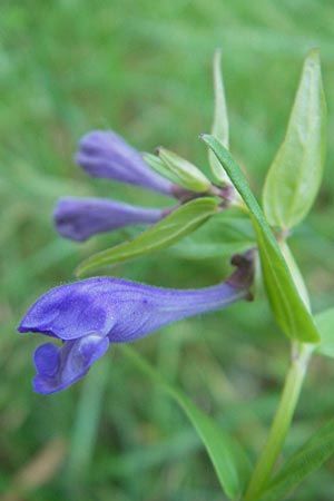 Scutellaria hastifolia \ Spieblttriges Helmkraut / Norfolk Skullcap, D Groß-Gerau 1.9.2009