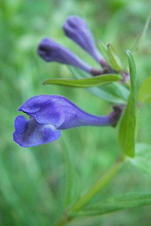 Scutellaria hastifolia \ Spieblttriges Helmkraut / Norfolk Skullcap, D Groß-Gerau 1.9.2009