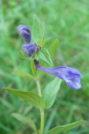 Scutellaria galericulata \ Sumpf-Helmkraut, Kappen-Helmkraut / Skullcap, D Groß-Gerau 1.9.2009