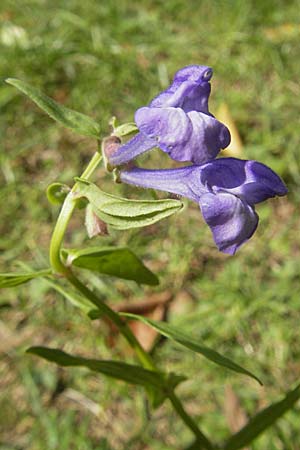 Scutellaria hastifolia \ Spieblttriges Helmkraut / Norfolk Skullcap, D Groß-Gerau 1.9.2009