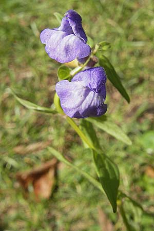 Scutellaria hastifolia \ Spieblttriges Helmkraut / Norfolk Skullcap, D Groß-Gerau 1.9.2009