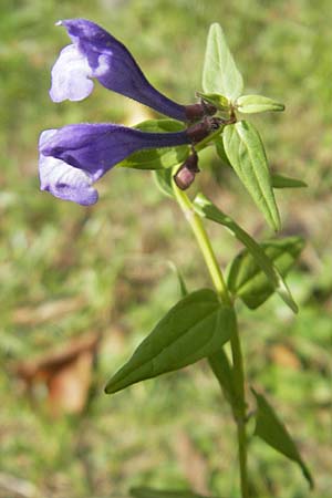 Scutellaria hastifolia \ Spieblttriges Helmkraut / Norfolk Skullcap, D Groß-Gerau 1.9.2009