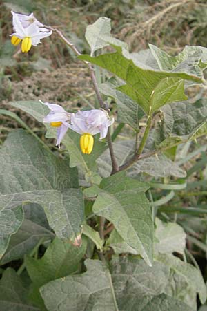 Solanum carolinense, Carolina-Nachtschatten