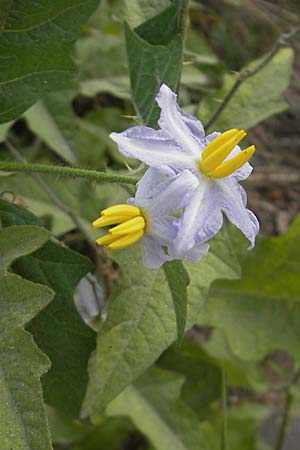 Solanum carolinense \ Carolina-Nachtschatten / Carolina Horsenettle, D Mannheim 4.10.2009