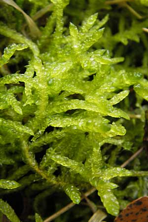 Scleropodium purum \ Gemeines Grnstngelmoos / Feather Moss, D Dinkelsbühl 9.10.2009