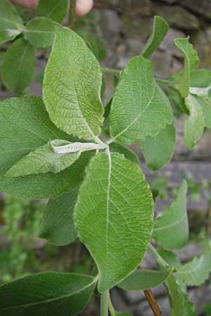 Salix caprea \ Sal-Weide / Goat Willow, D Duchroth 29.4.2010