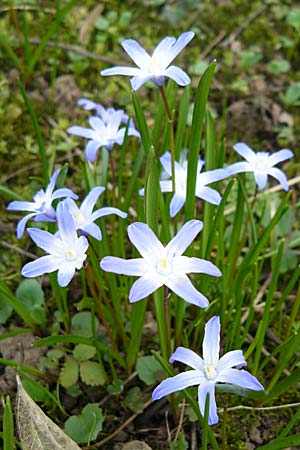 Scilla luciliae x siehei / Hybrid Squill, D Botan. Gar.  Universit.  Heidelberg 1.4.2009