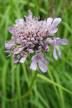 Scabiosa lucida subsp. lucida \ Glnzende Skabiose, D Oberstdorf 22.6.2011