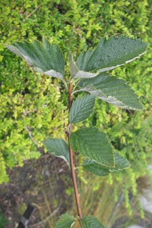 Sorbus cordigastensis \ Kordigast-Mehlbeere / Kordigast Whitebeam, D Botan. Gar.  Universit.  Regensburg 5.8.2011