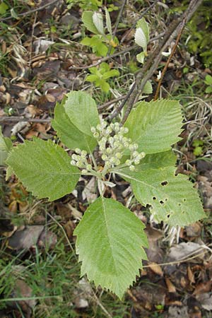 Sorbus cordigastensis \ Kordigast-Mehlbeere, D Franken Weismain 7.5.2012